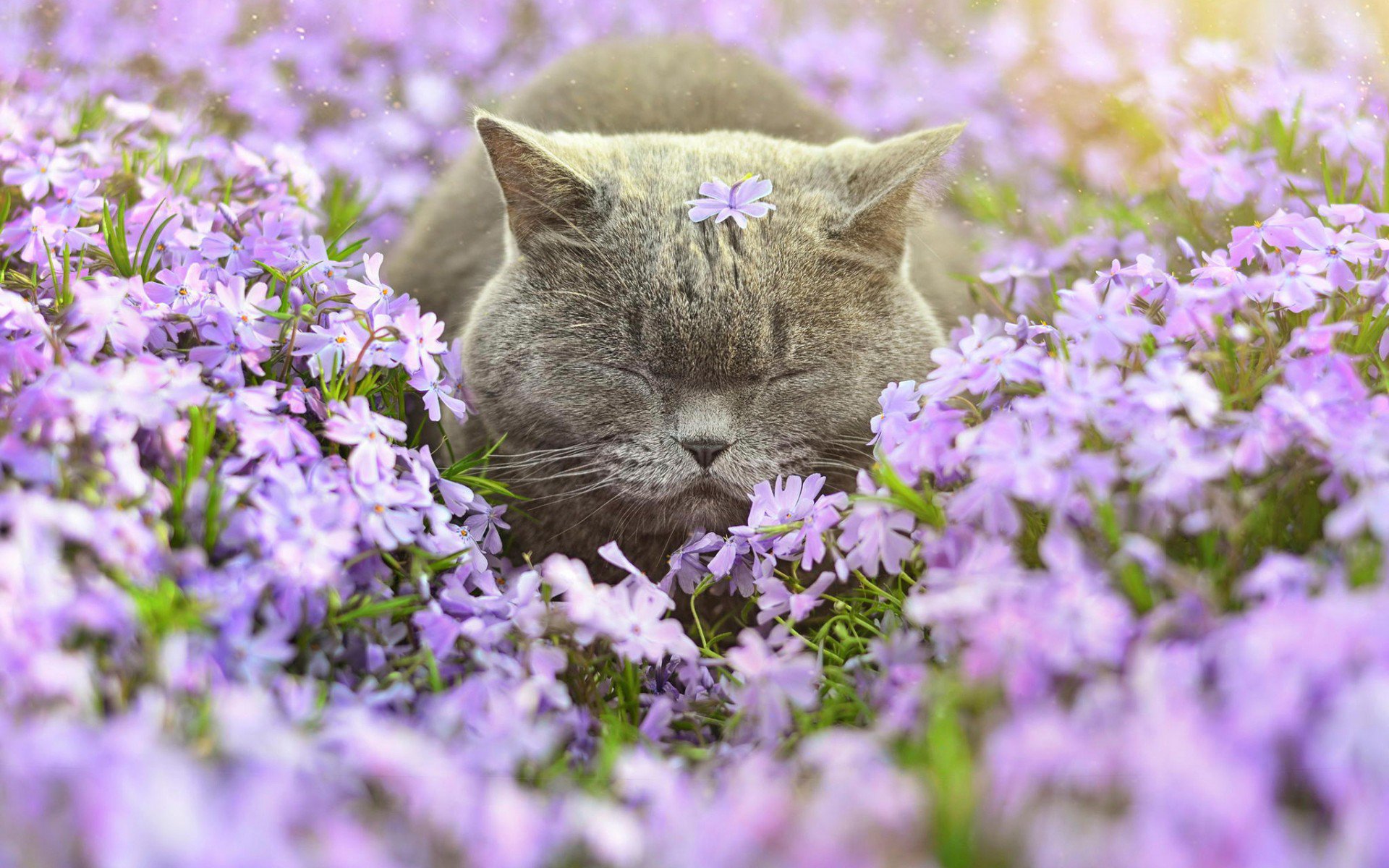 цветы, сон, кот