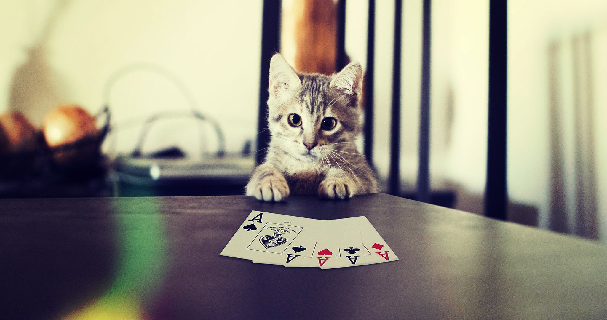 Покер, Кот, Cat, Карты, Poker, Котик, Лапы