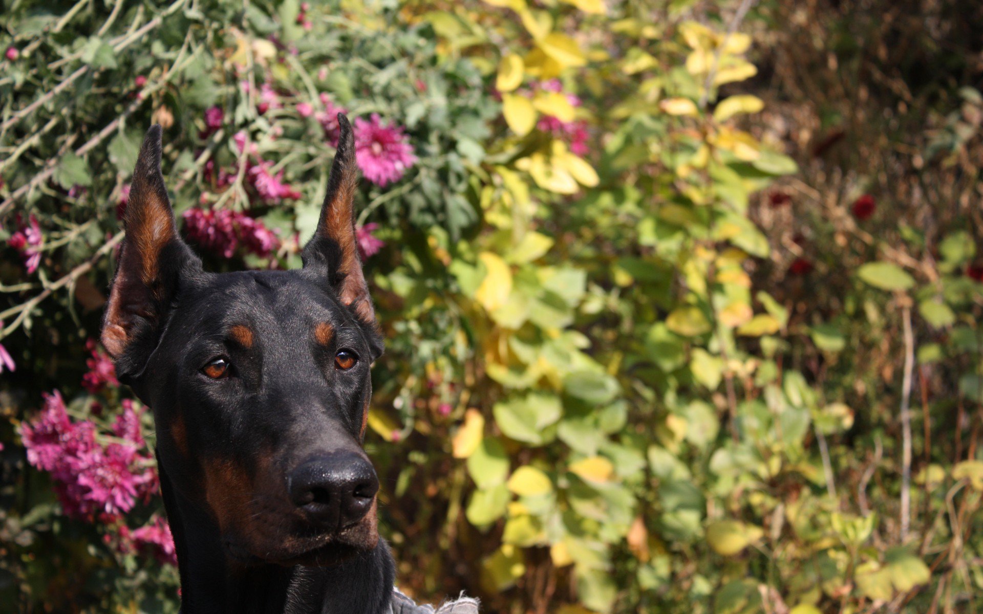 собака, цветы, доберман, dog, doberman, Шелби Кобра из Зоосферы, Shelbi Cobra iz Zoosfery