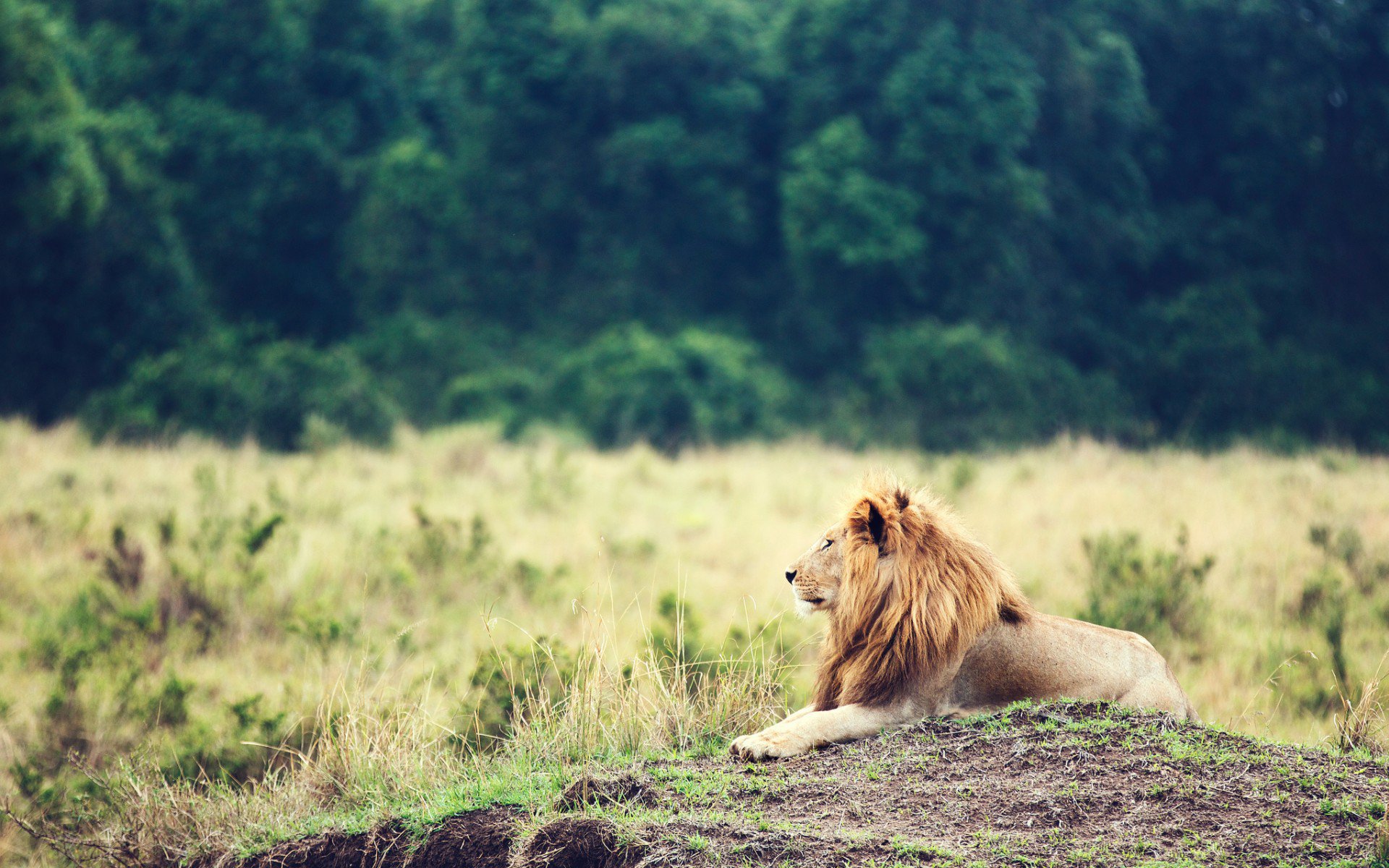 lion, животное, лев, грива, царь зверей