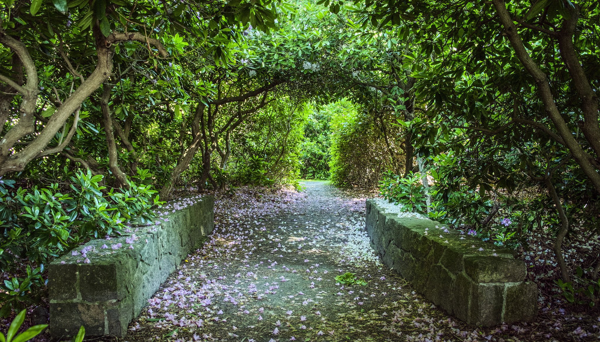 зелень, опавшие лепестки, парк, аллея