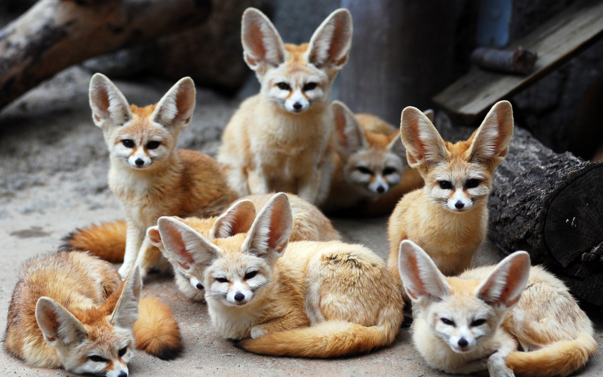 животные, ушастые, Fennec fox, лисы, фенек