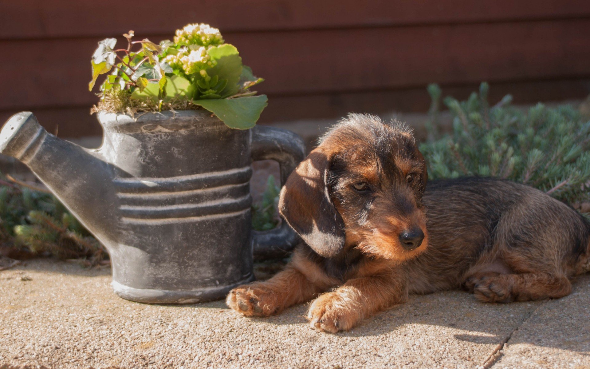 flowers, dog, fullscreen, фон, обои, лежит, background, полноэкранные