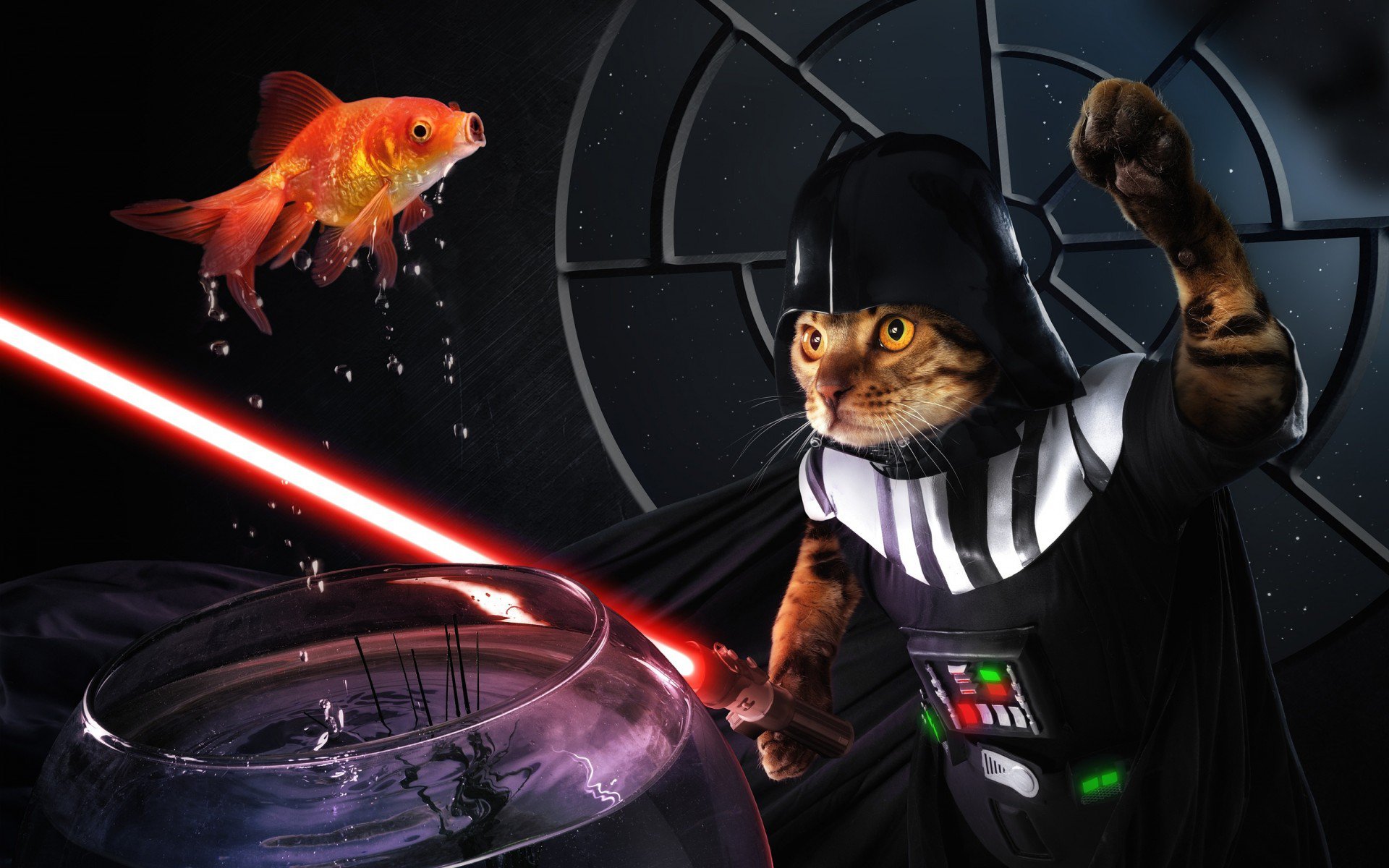 кот, рыбка, Darth Sushi