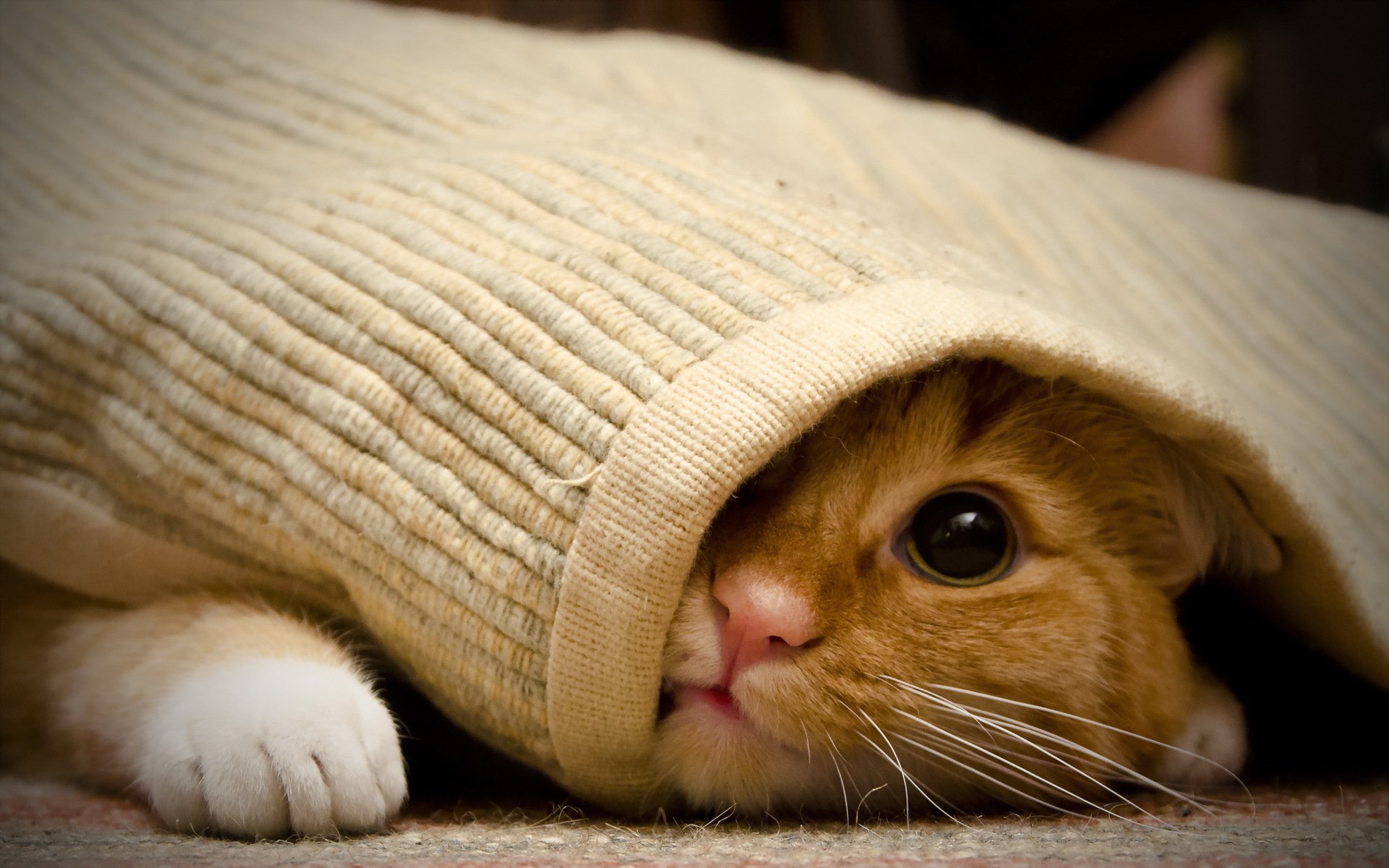 дом, взгляд, кошка