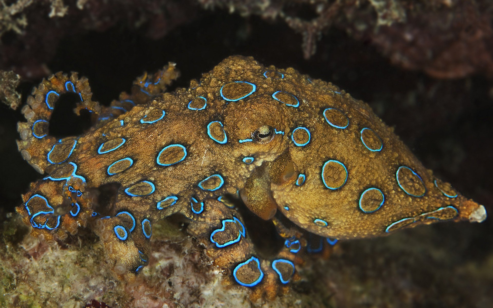 дно, осьминог, море