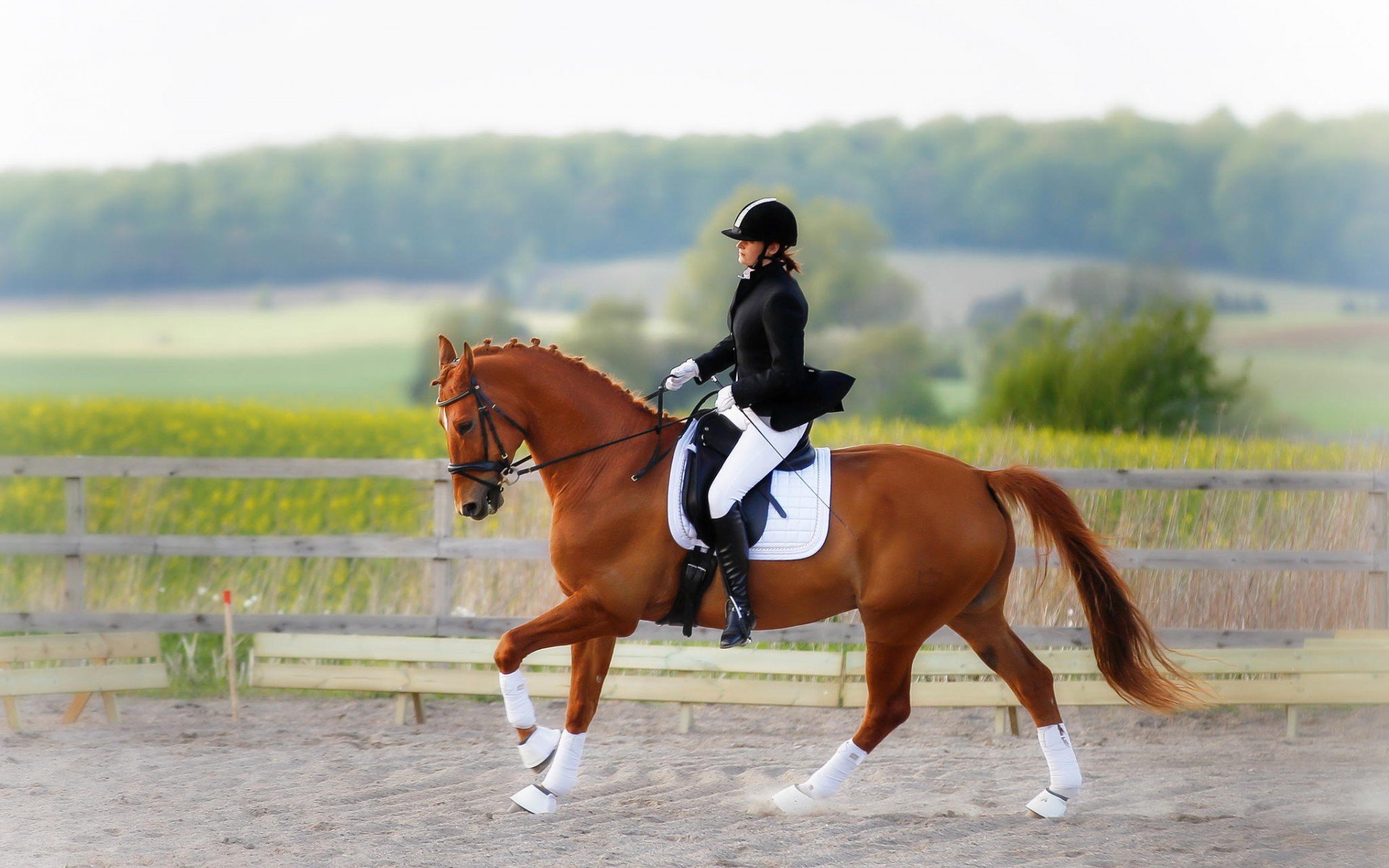 horse, конный спорт, наездница