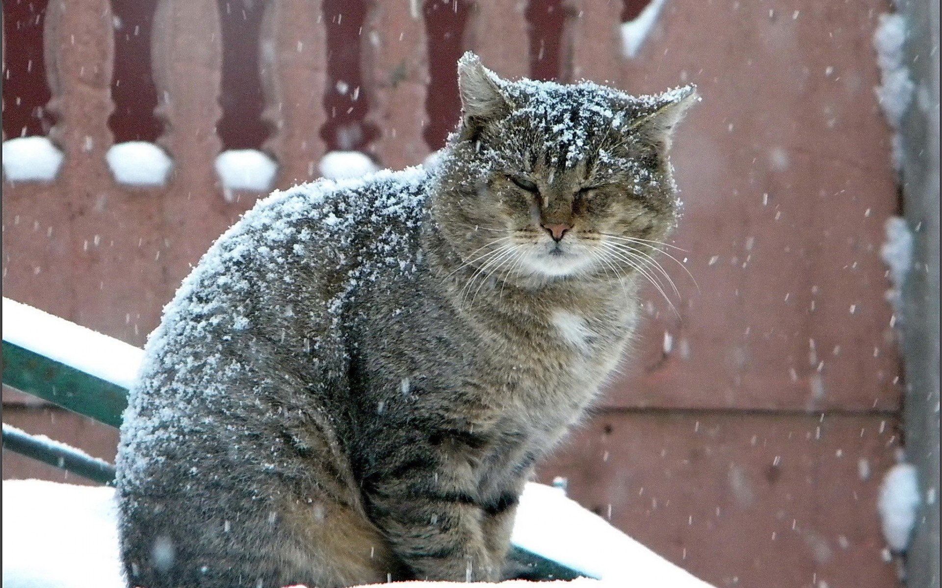 снегопад, серый, кот, большой, зима