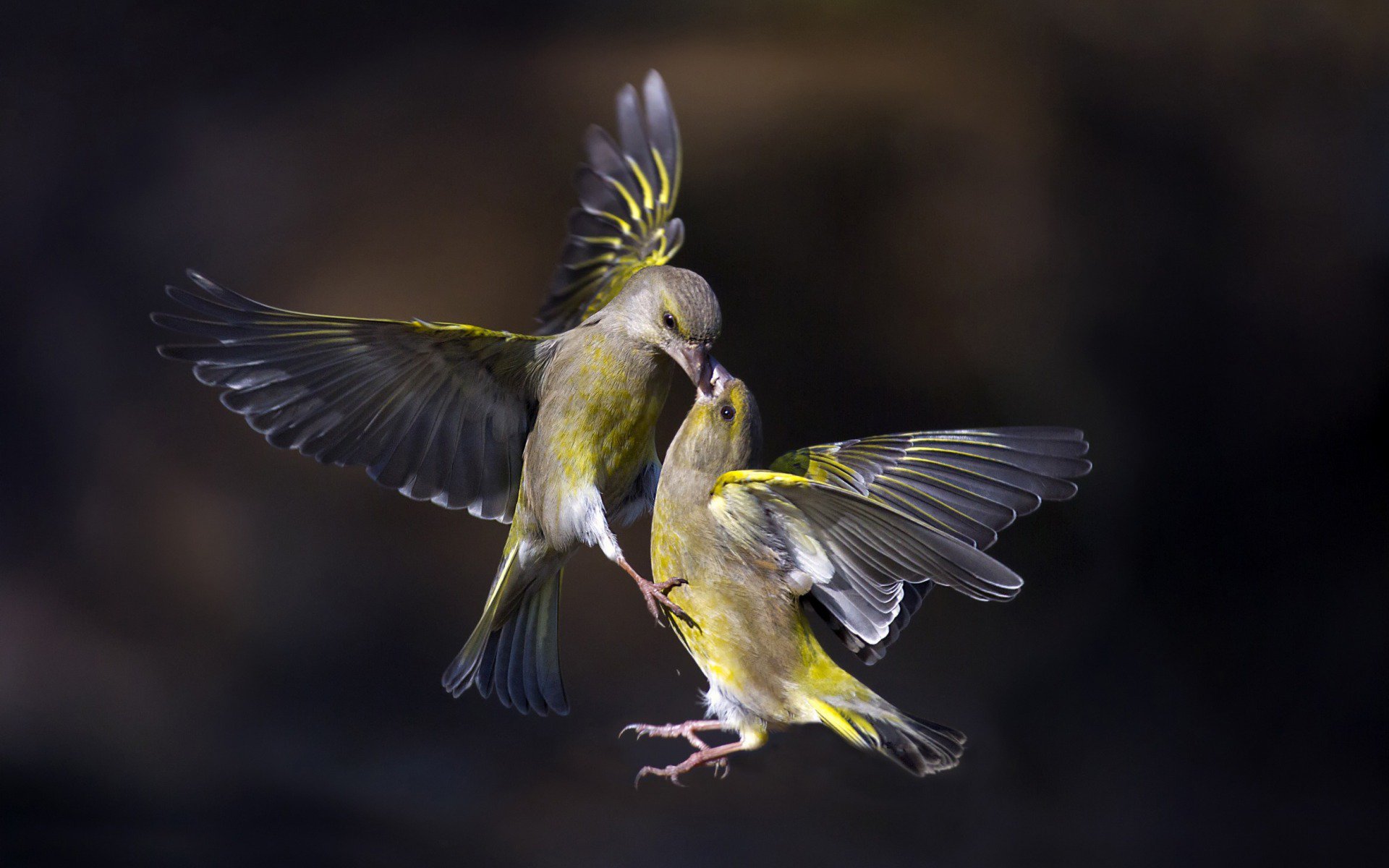 птицы, Flying Kiss, полёт