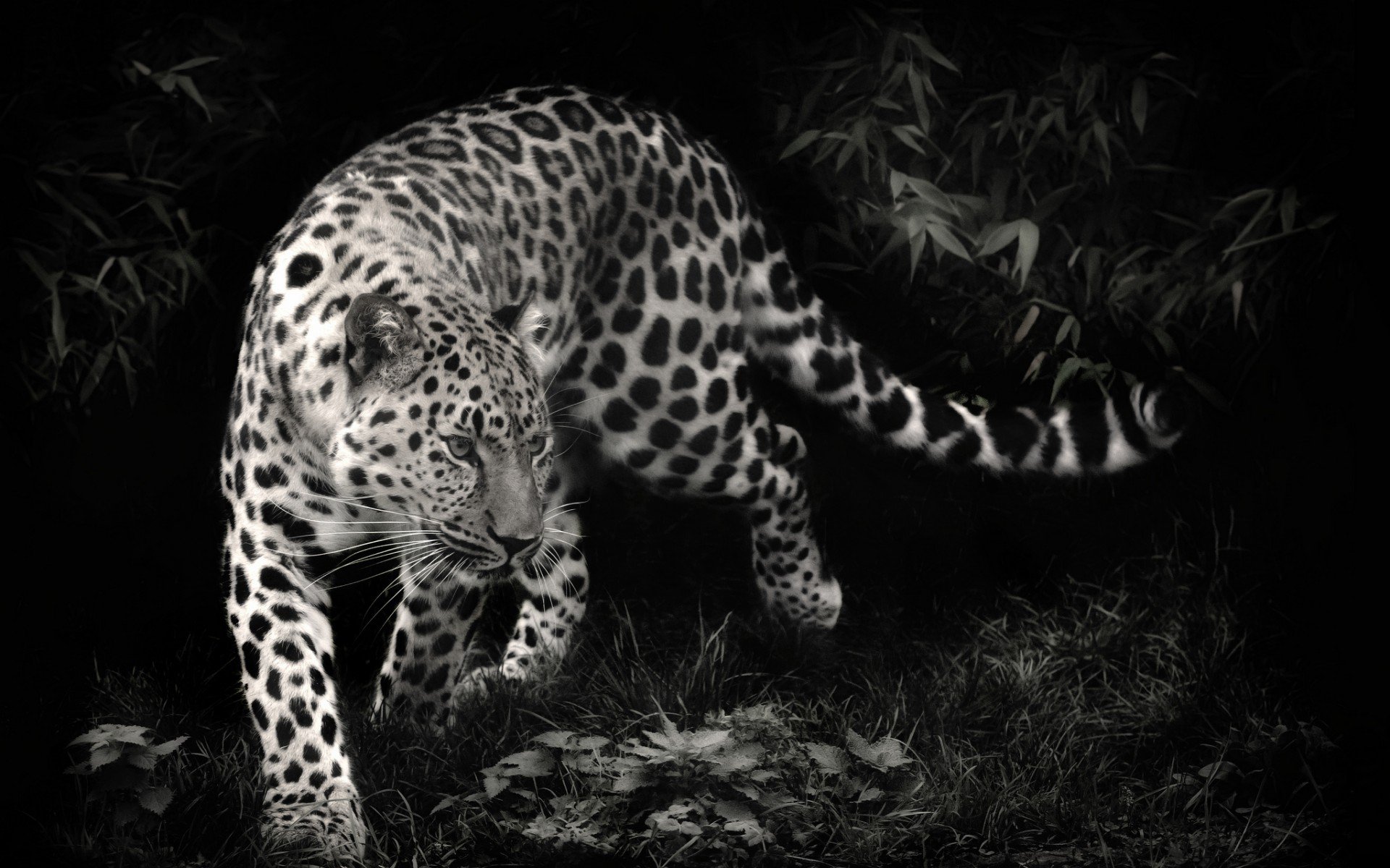 хищник, leopard, леопард, чёрно-белое фото