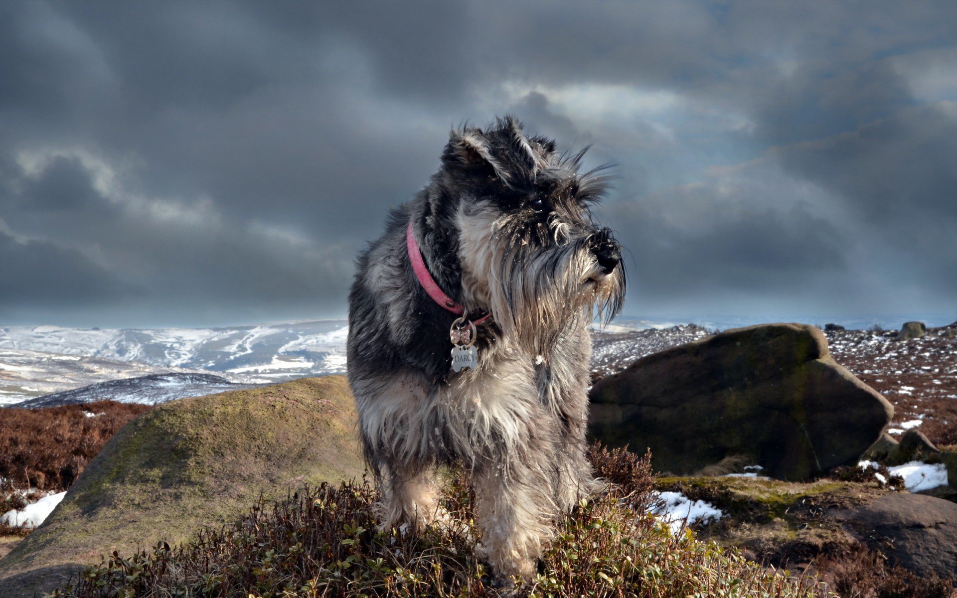 природа, schnauzer, собака