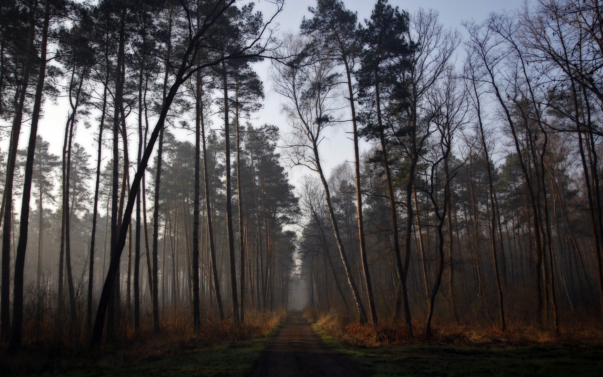 рассвет, лес, дорога