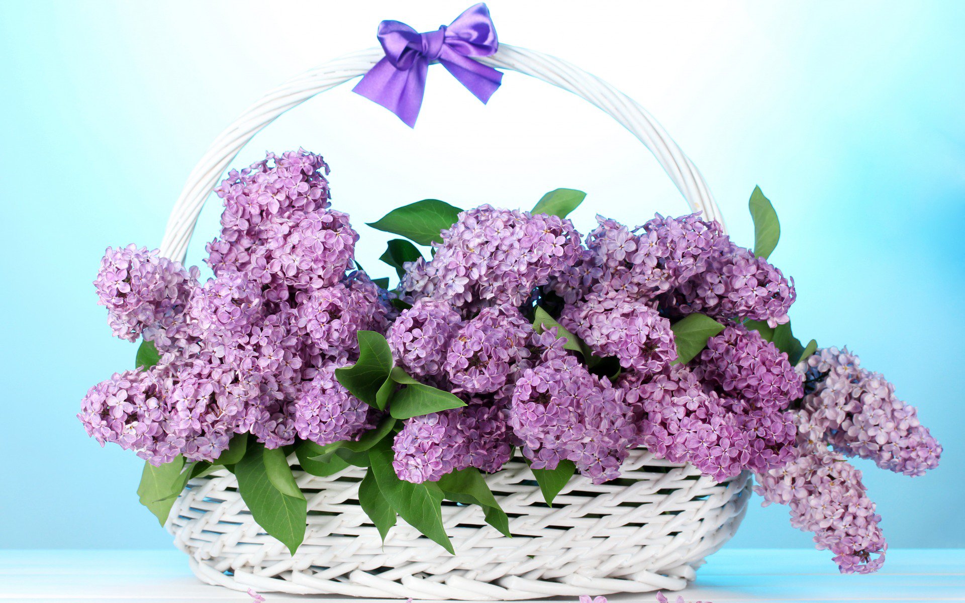 Р±Р°РЅС‚, С†РІРµС‚С‹, СЃРёСЂРµРЅСЊ, Р±СѓРєРµС‚