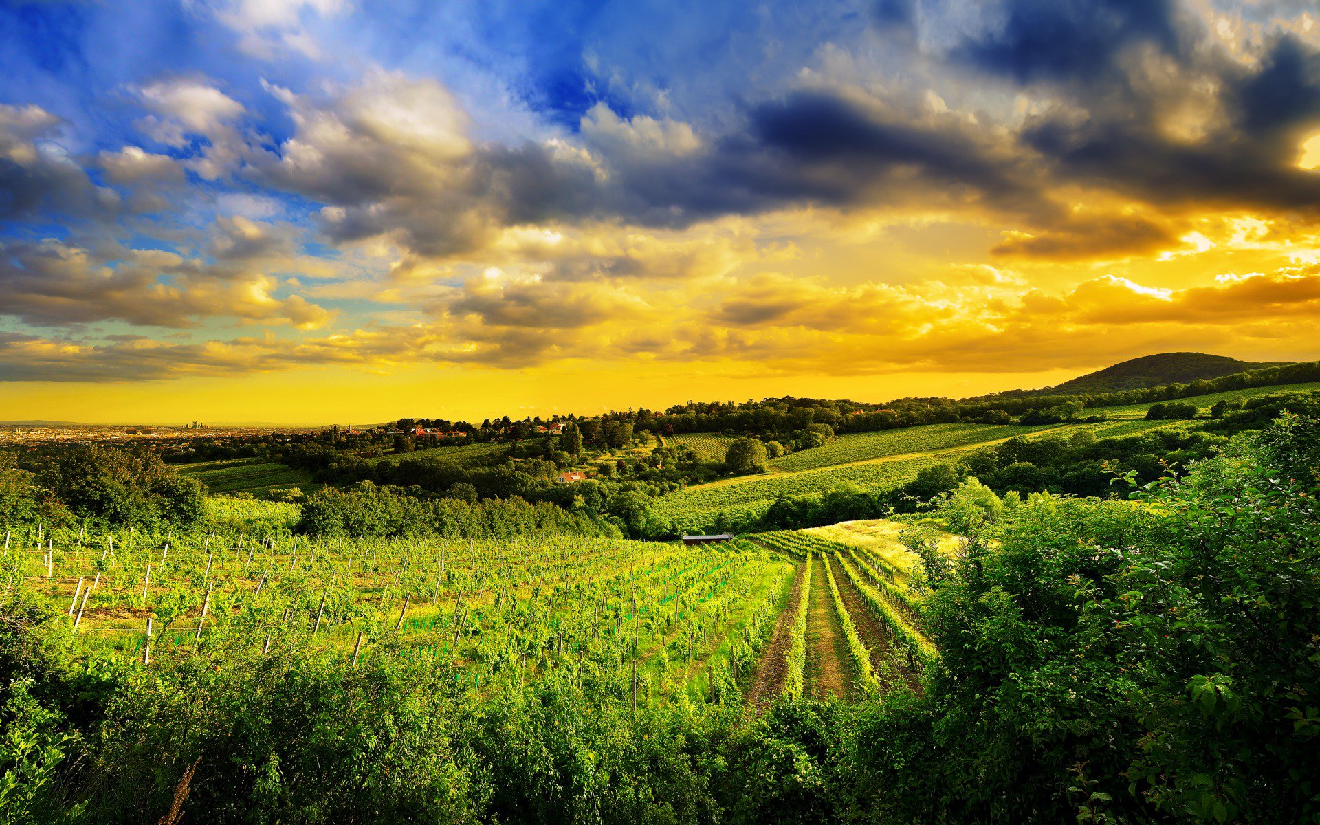 north-we t of vienna, природа, kahlenberg hill, виноградники