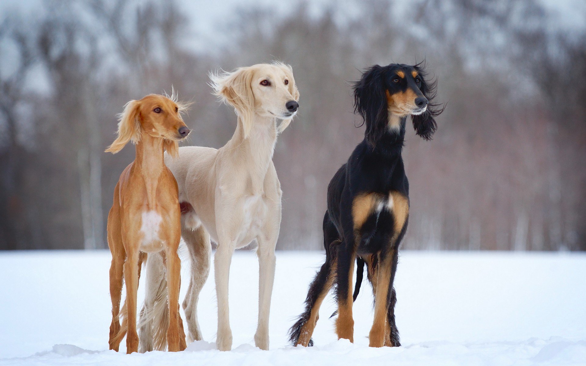 салюки, снег, open-air, dogs-h
