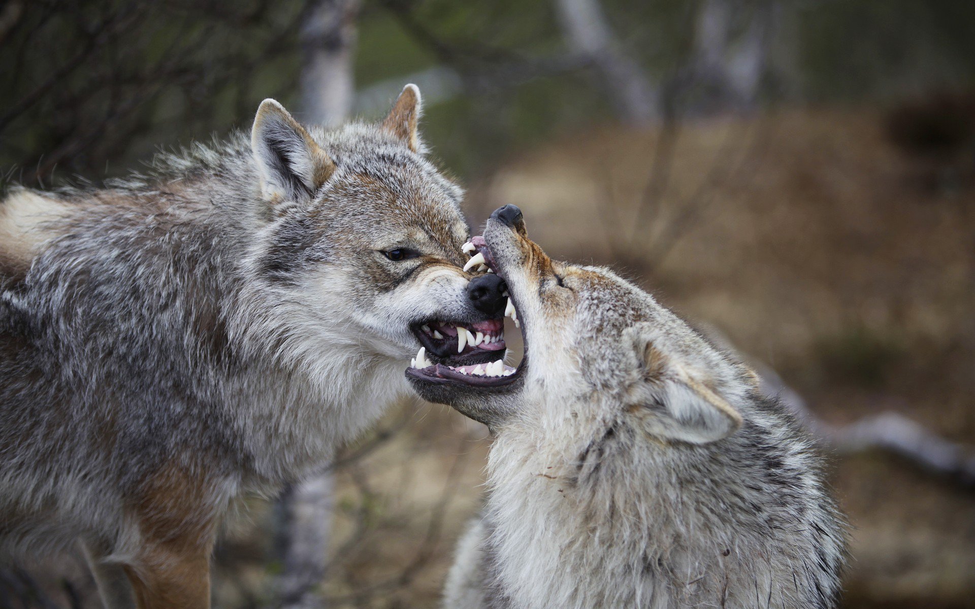 норвегия, евразийские (европейские, раздражение, обыкновенные) волки (canis lupus lupus)