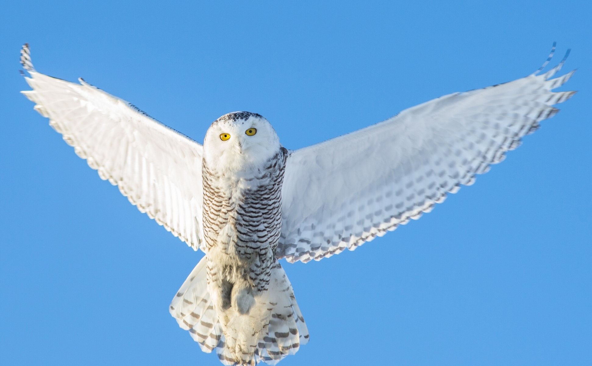 snowy owl, полярная сова, крылья