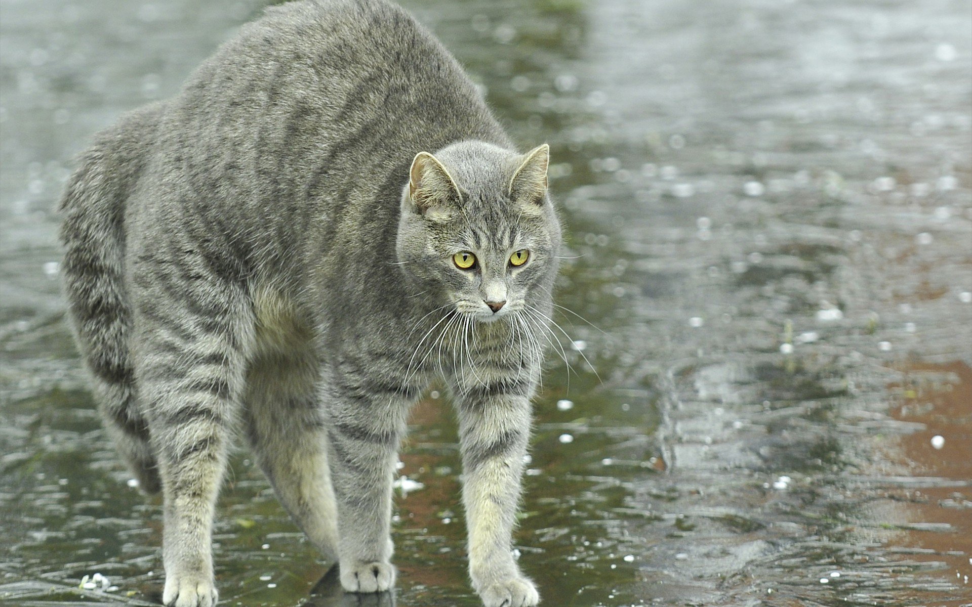 кот, лужи, дождь, кошка