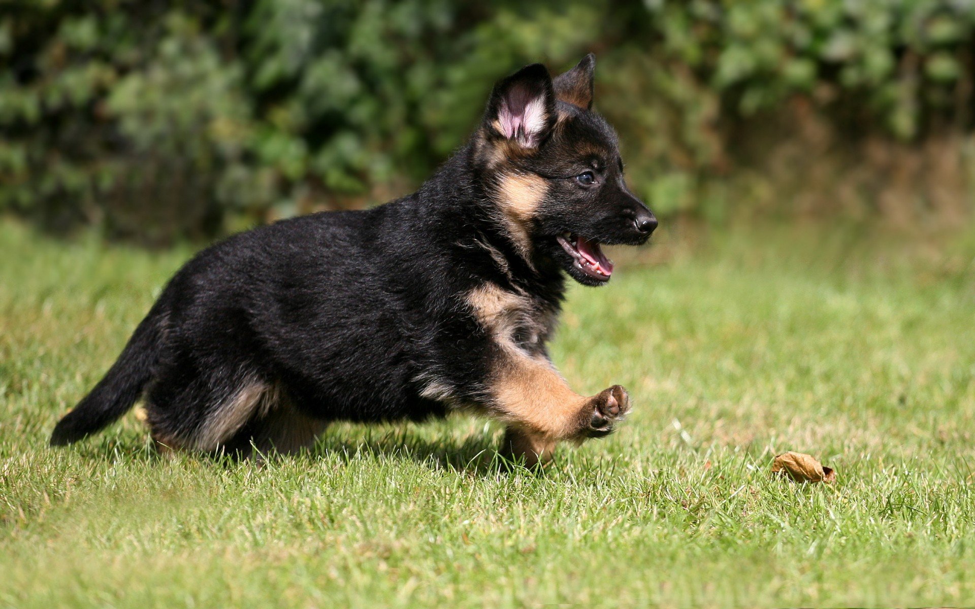 puppy, pet, german shepherd, dog