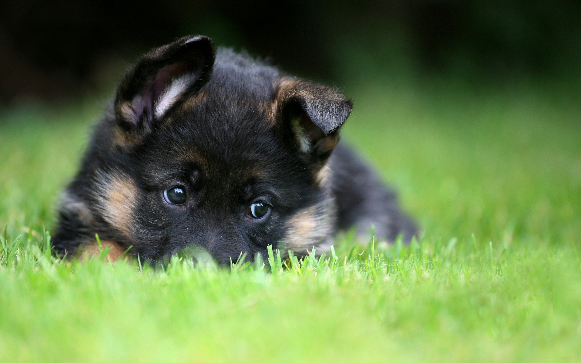 german shepherd, puppy, pet