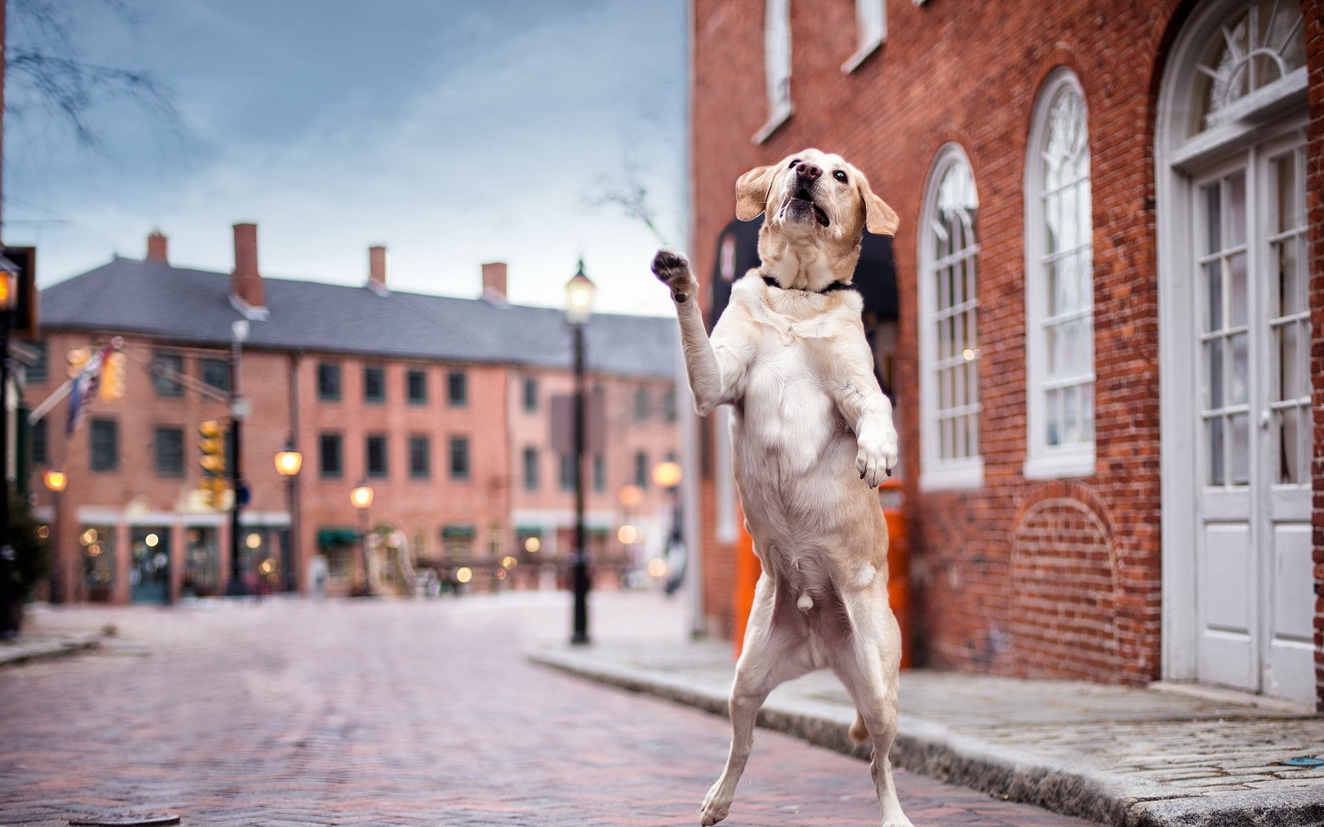 dancin' in the streets, улица, собака