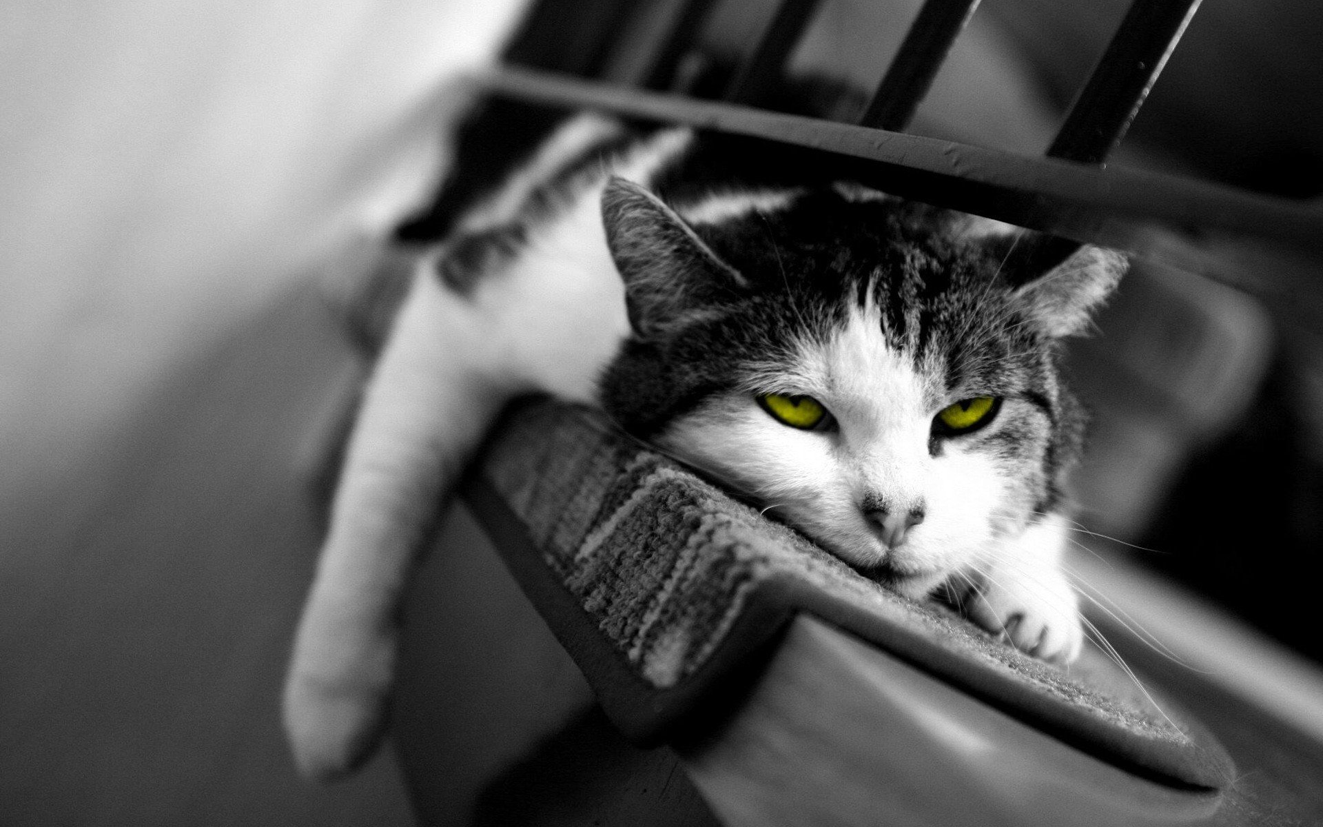 кот, сон, сонный, кошка