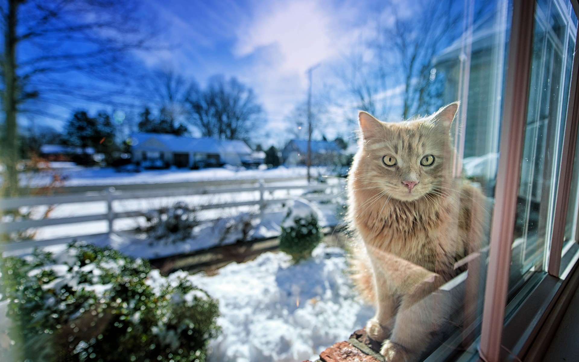 gregory j scott photography, зима, свет, кошка