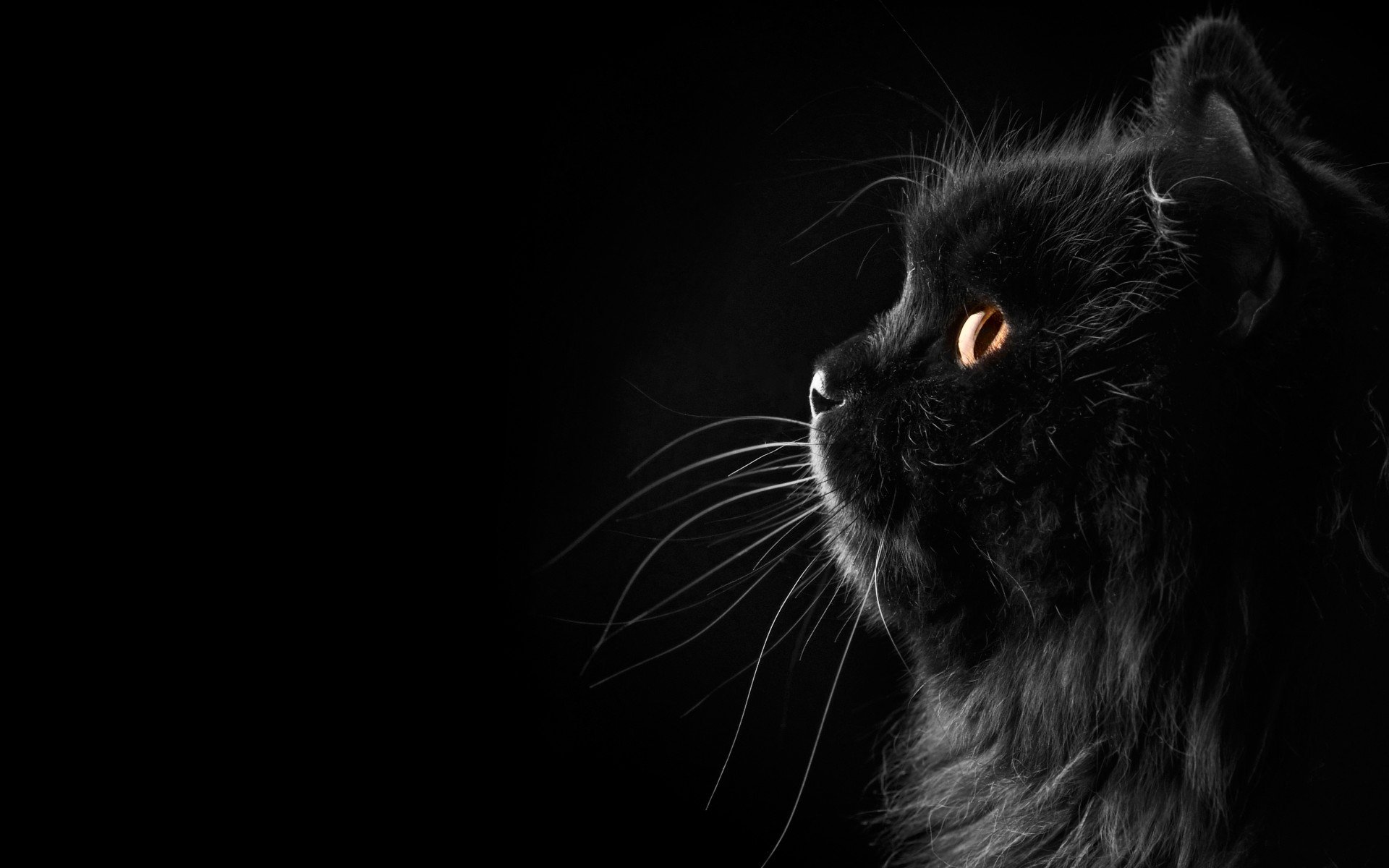 кот, фон, персидский, профиль