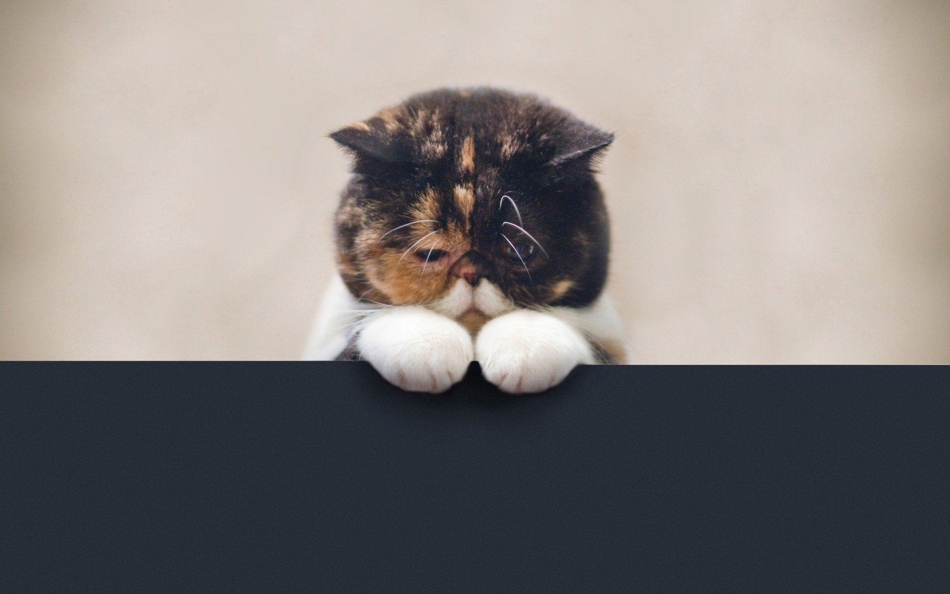 pudge the cat, взгляд, кот