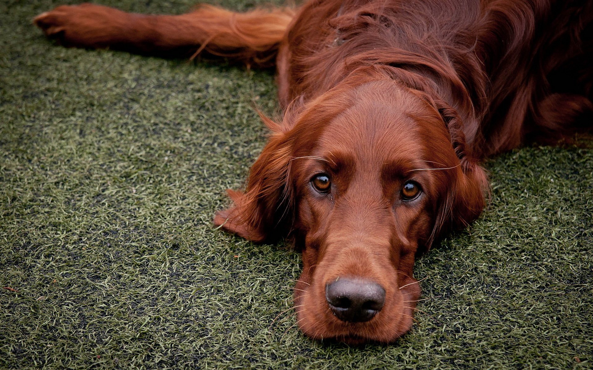 red setter, друг, собака