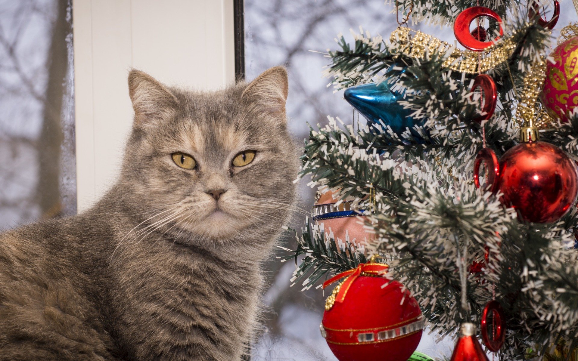 кошка, елка, новый год, праздник
