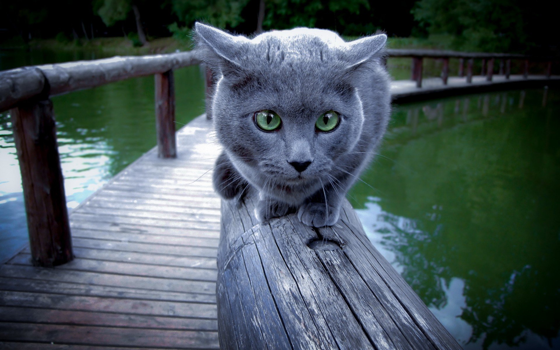 фон, кошка, перила