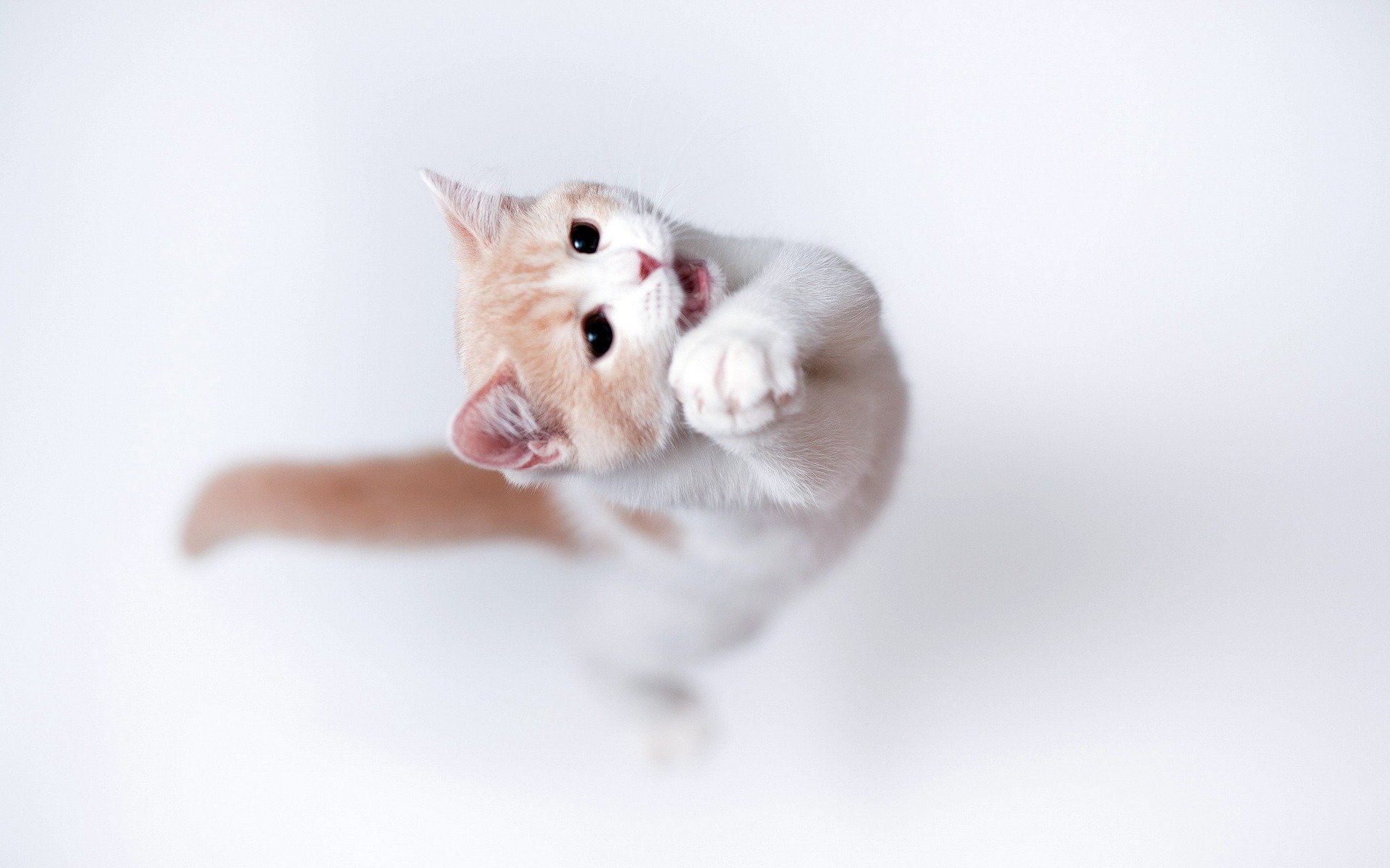 torode, кошка, фон
