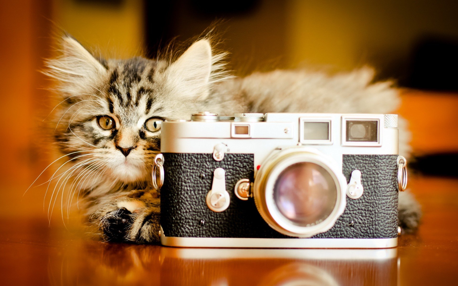 фон, кошка, фотоаппарат