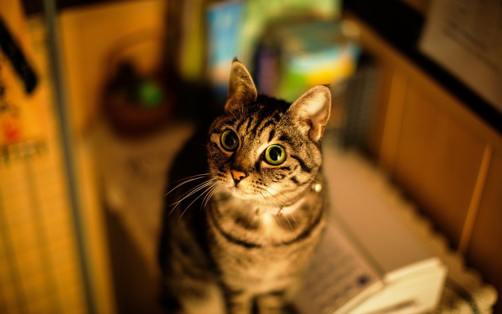 дом, кошка, фон