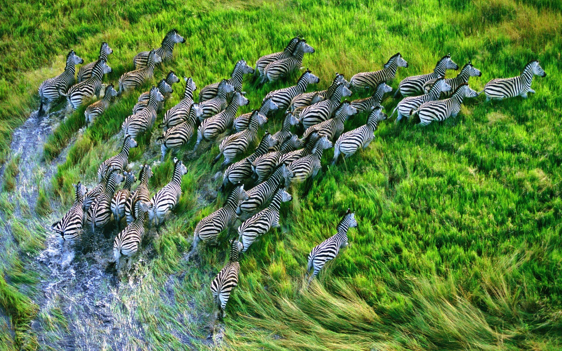 apple, zebras, mountain lion, retina