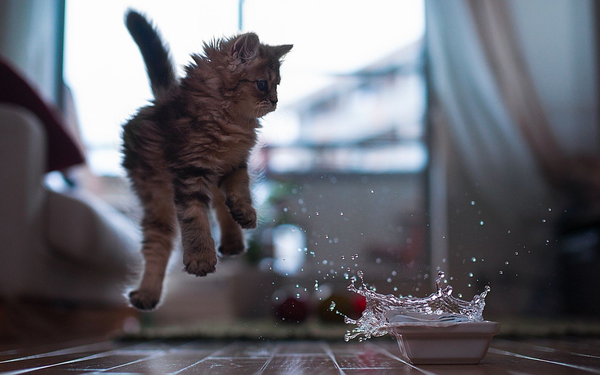 котёнок, вода, миска