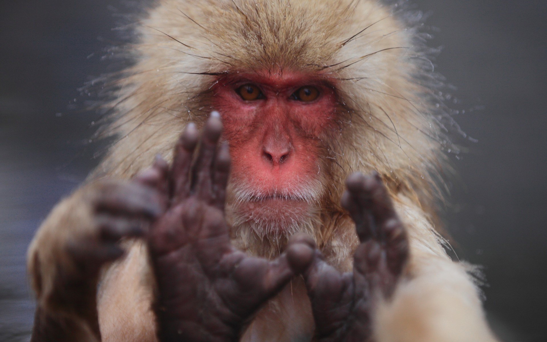 самурай, гейзер, снег, macaca fuscata