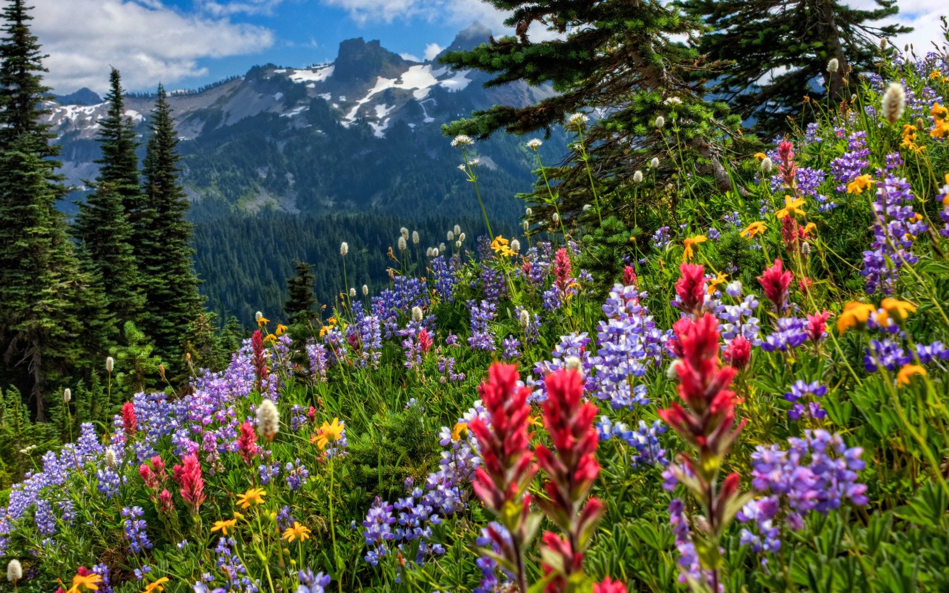 горы, mount rainier national park, цветы, луг » Оформление Windows 7:8: ...