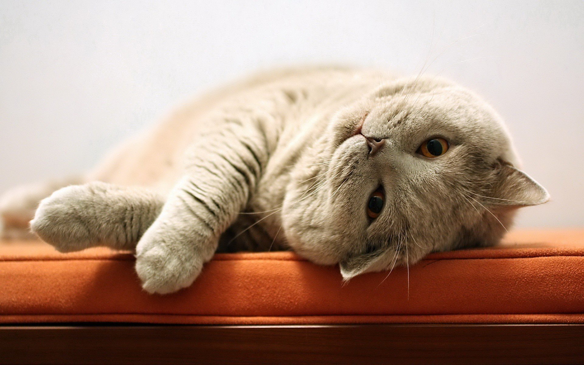 лежанка, кот, кошка