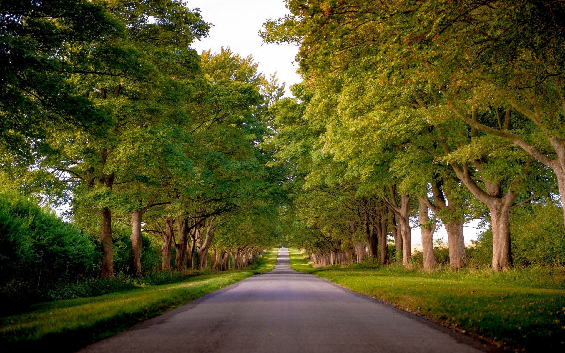 аллея, норфолк, деревья, kings avenue