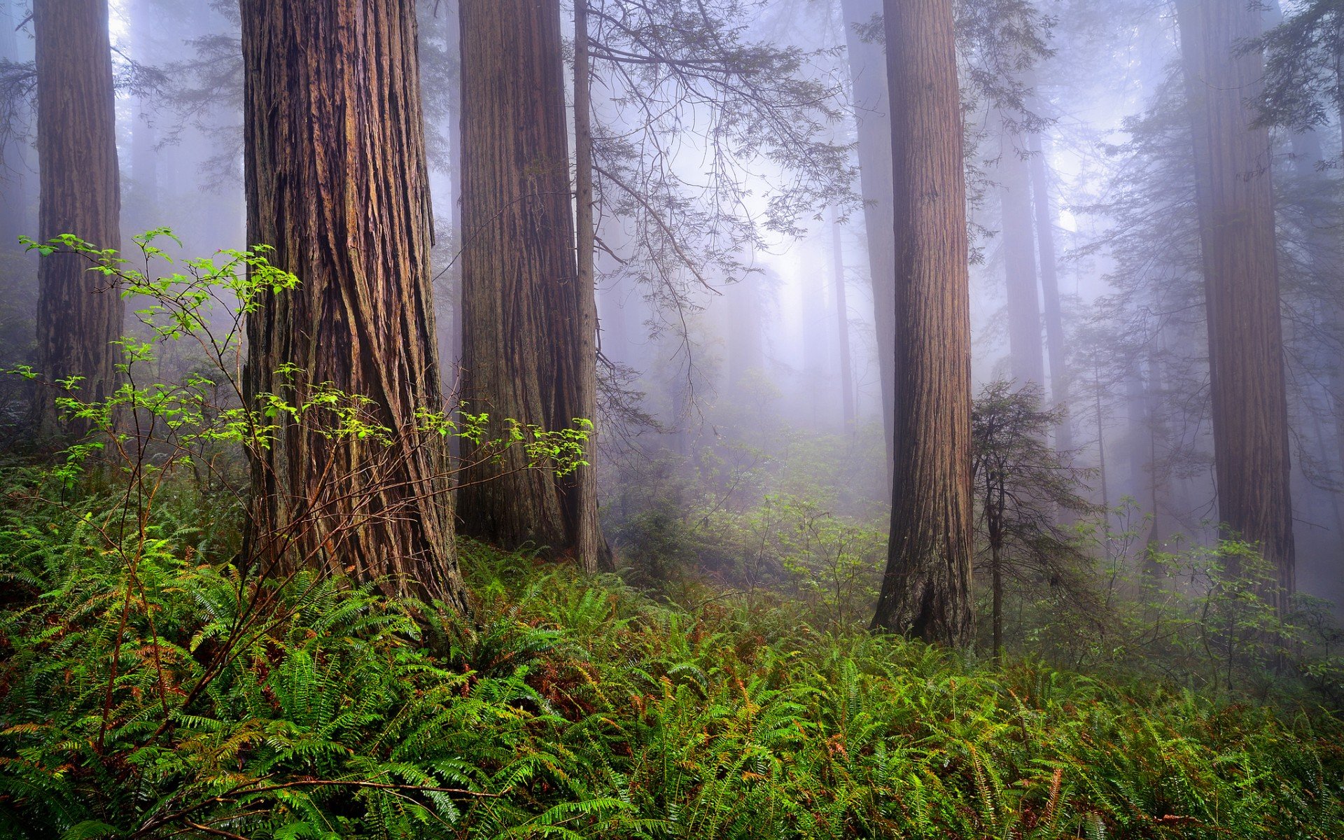 весна, by rob macklin, redwoods, лес