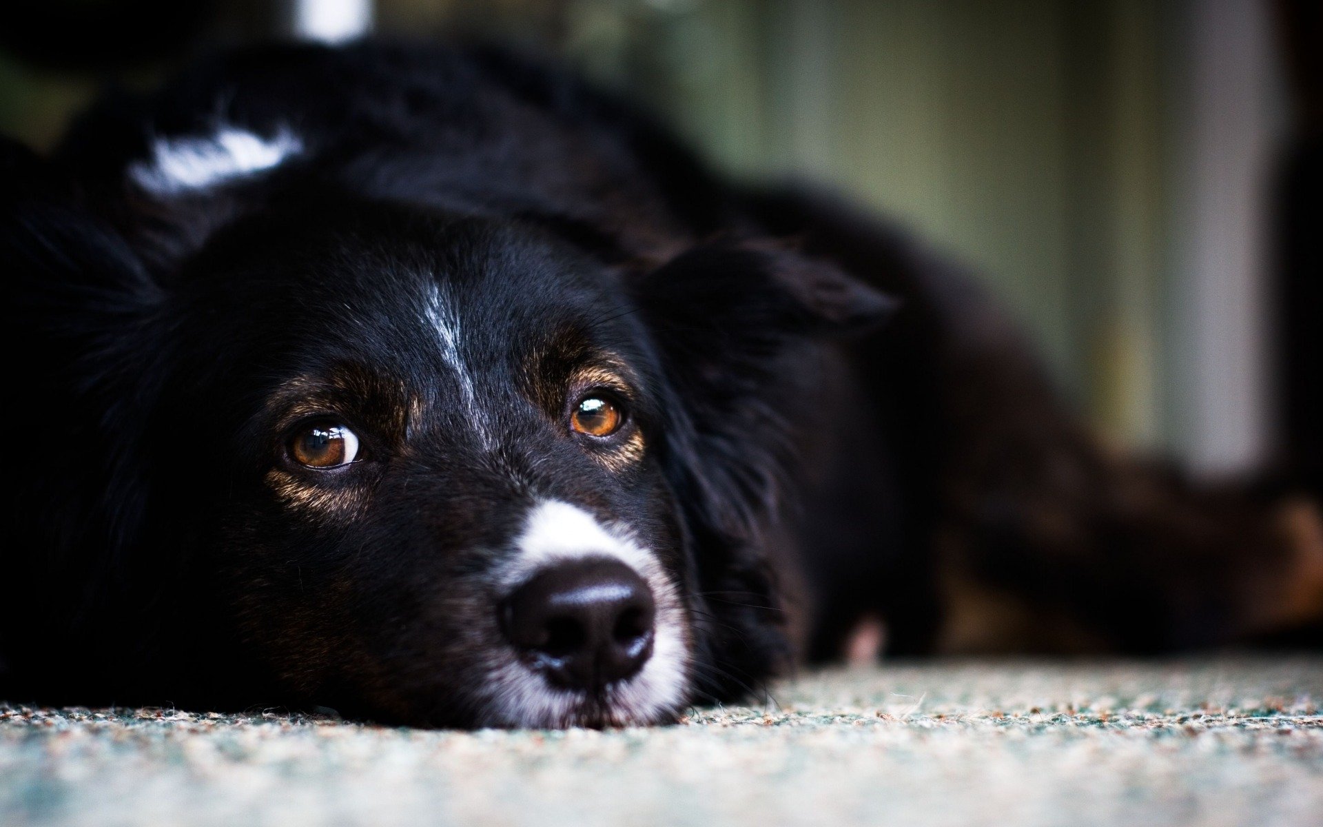 dog, пес, black, лежит