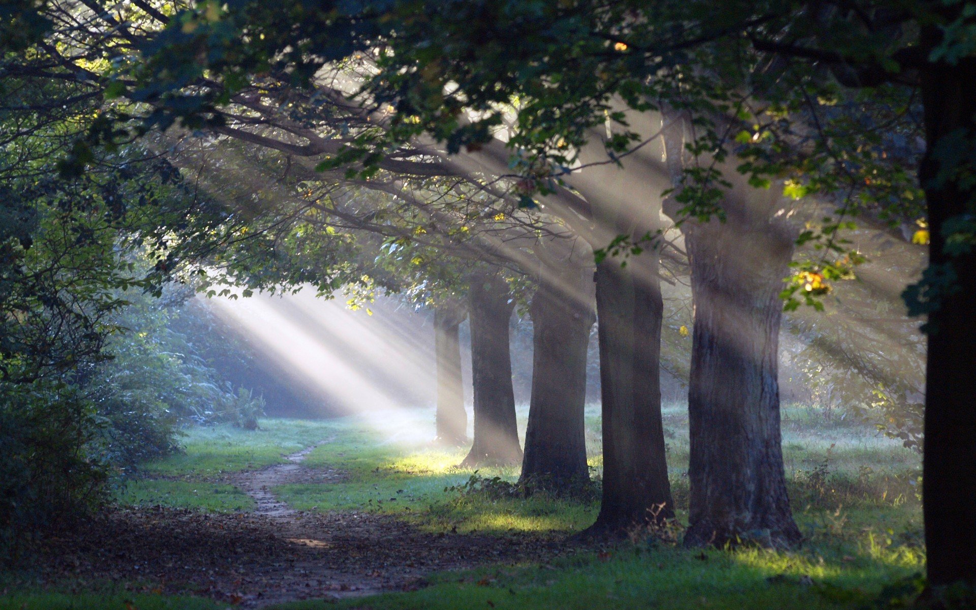 тропинка, лес, morning sun, природа