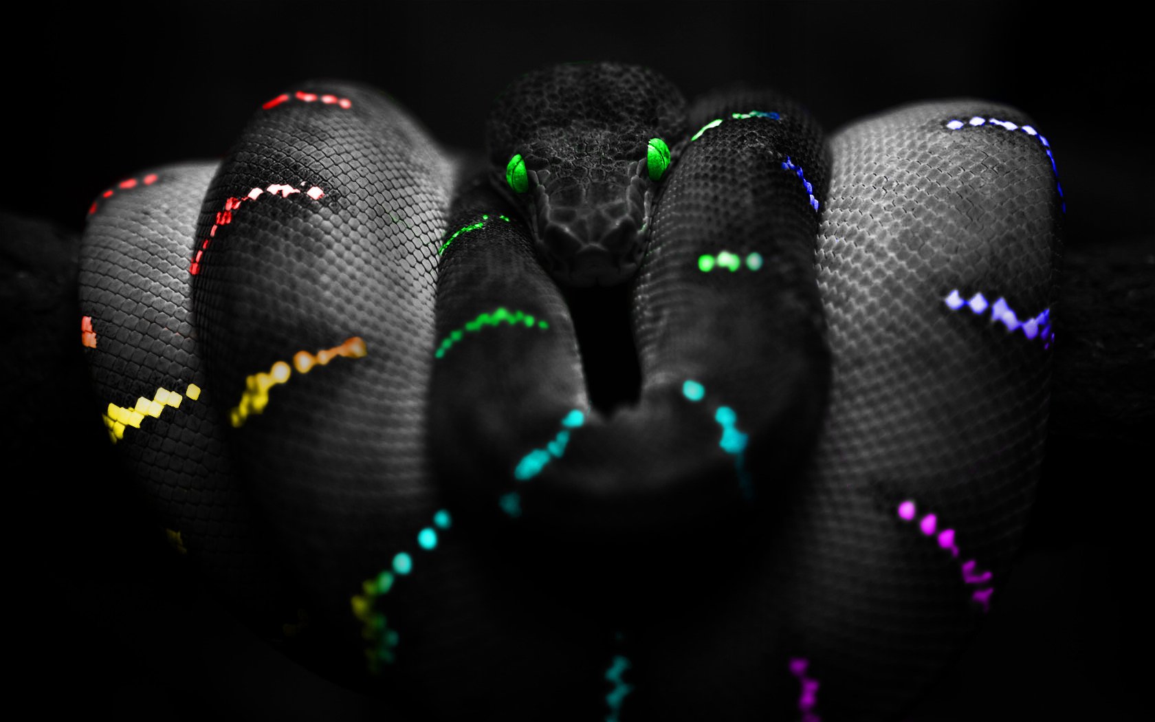 snake, snake colours, цвета, змея