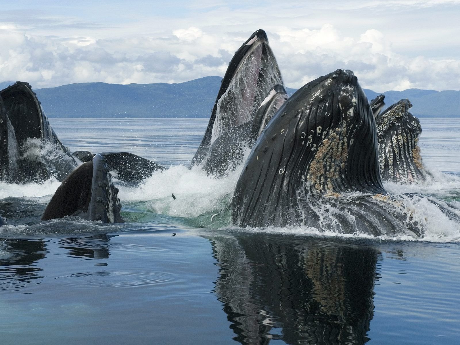 animals, sea, whales