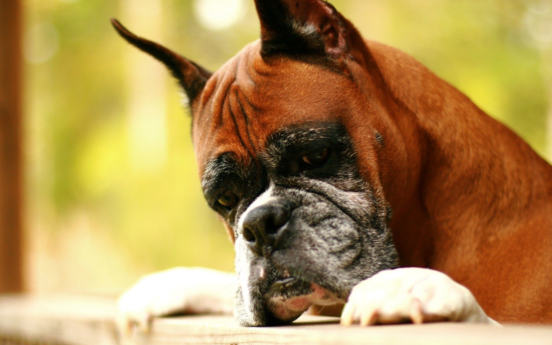 собака, кабель, dog