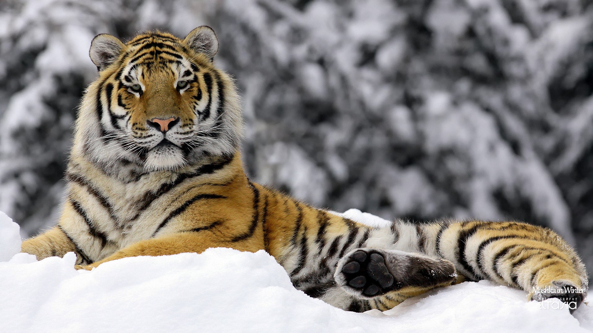 тигр, mashka in winter, зима