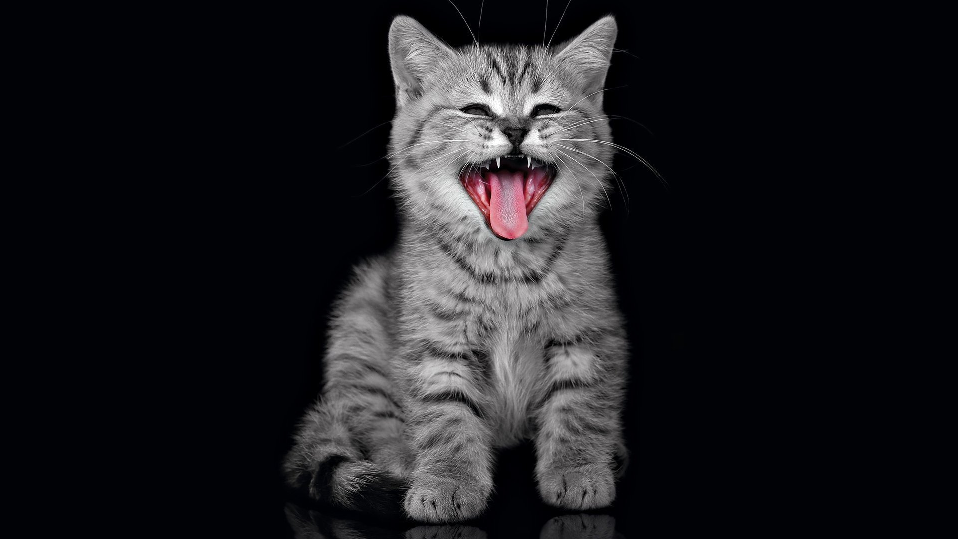 кошка, котенок, орёт