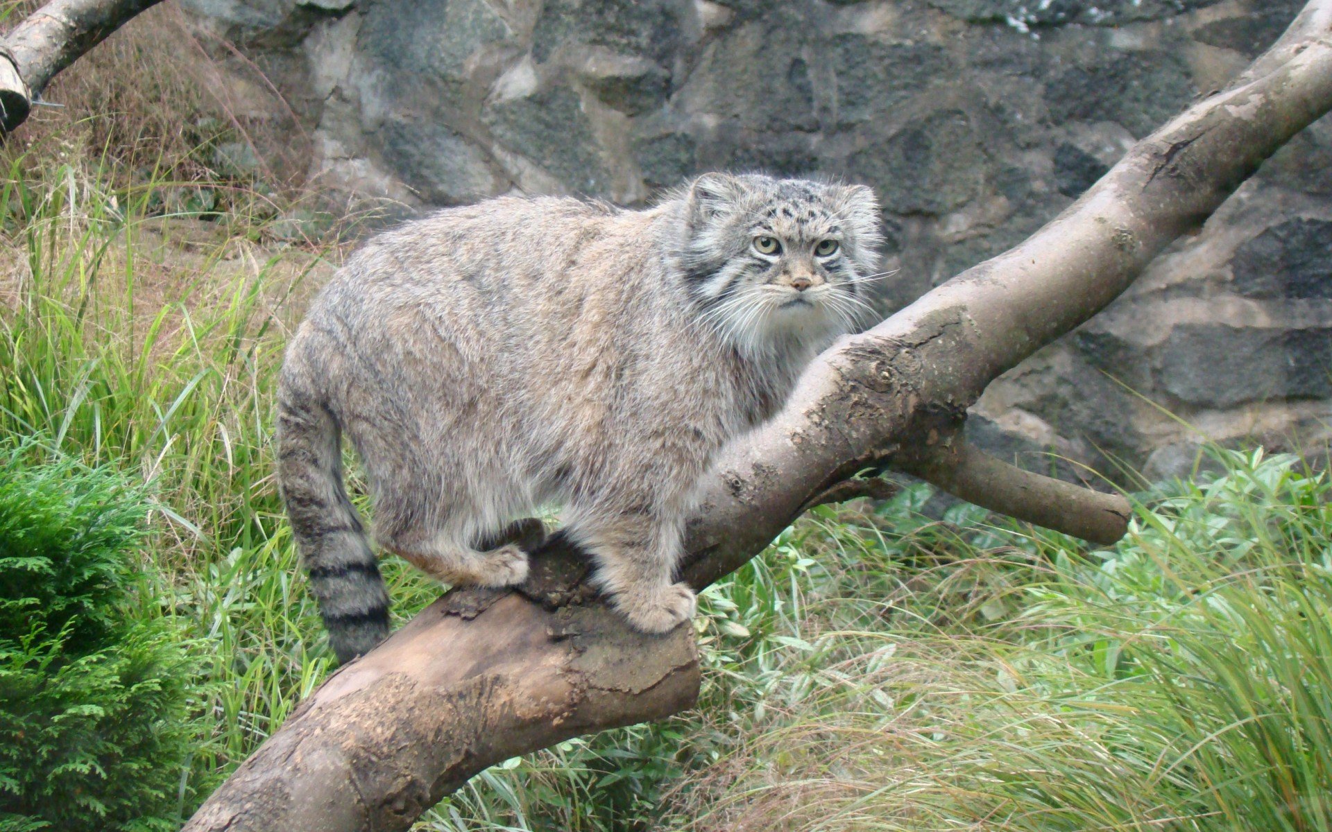 дерево, манул, manul